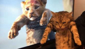 Tuhaf Ama Bir O Kadarda Eğlenceli 20 İlginç Kedi