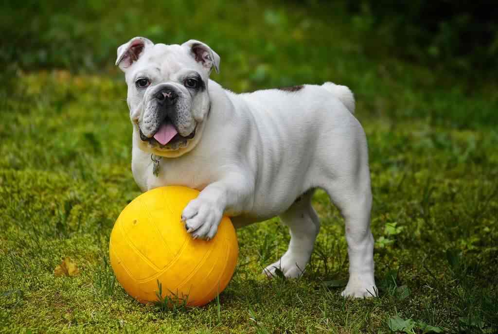 Köpek Eğitimi Nasıl Verilir