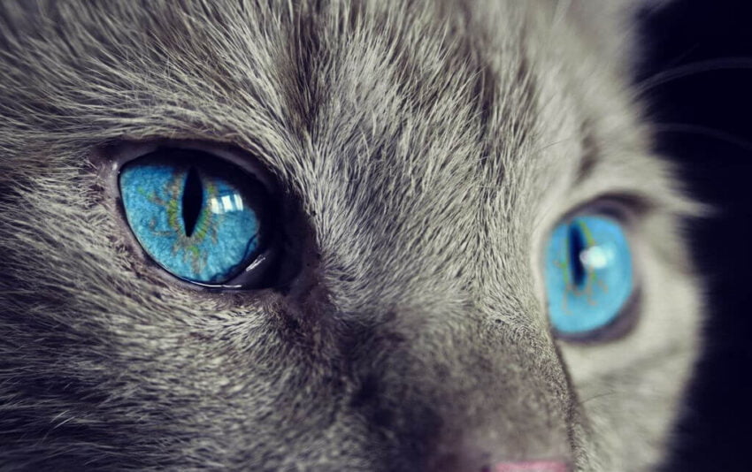 kediler