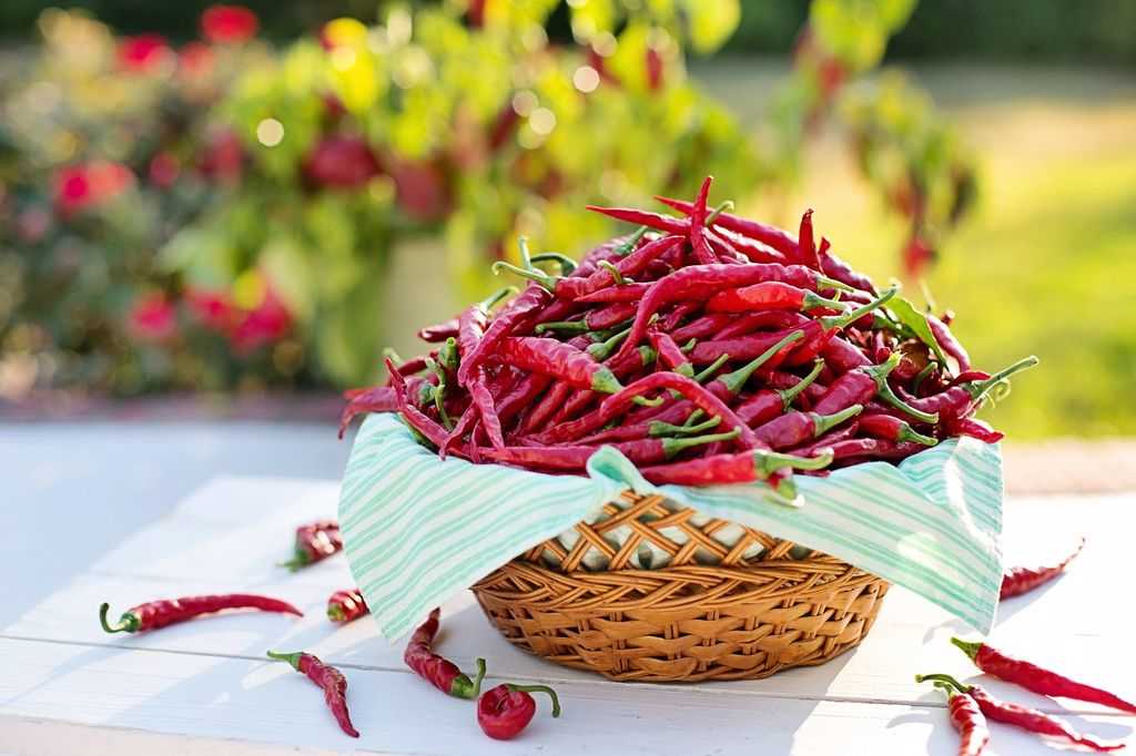 Cayenne kırmızı acı biber